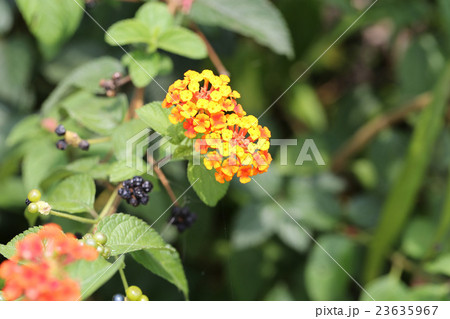 ランタナの花と実 23635967