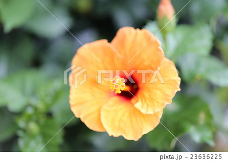 ハイビスカス 23636225