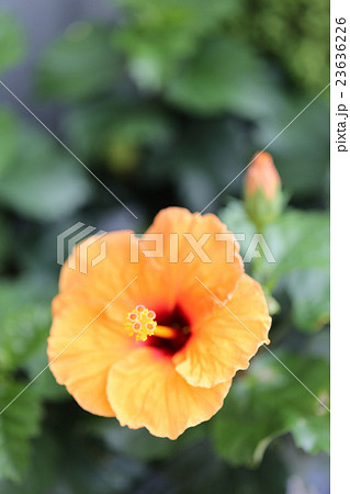 ハイビスカス 23636226