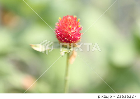 千日草 千日草 23636227