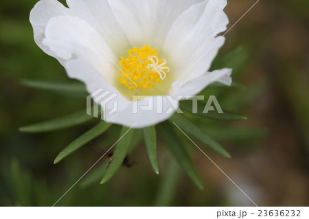 マツバボタン マツバボタン 23636232