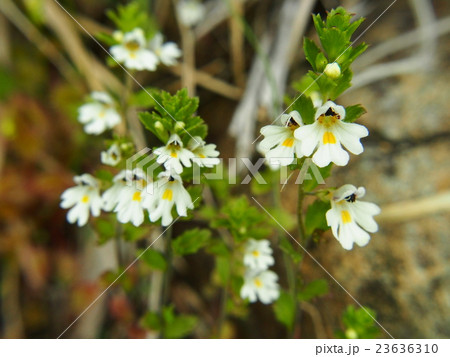 ホソバコゴメグサ 23636310