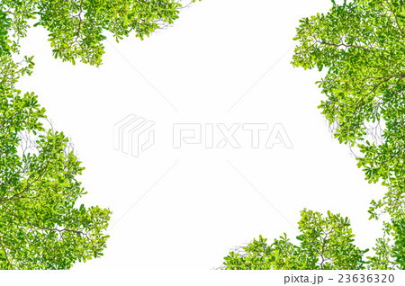 Frame leaf isolated on white background. 23636320