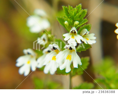 ホソバコゴメグサ 23636388