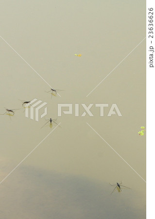 池のアメンボ 23636626