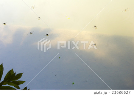 池のアメンボ 23636627