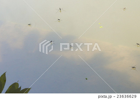 池のアメンボ 23636629