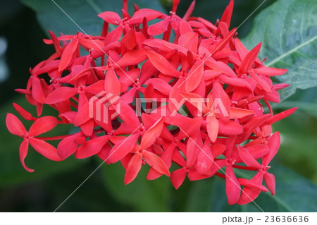 イクソラ・ス—パーキング　紅色 23636636