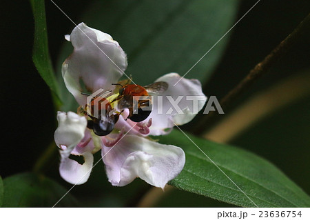 生き物 昆虫 ミナミスジボソフトハナバチ、山原の山中。二頭が仲良くノボタンの花で蜜集め中② 生き物 昆虫 ミナミスジボソフトハナバチ、山原の山中。二頭が仲良くノボタンの花で蜜集め中② 23636754