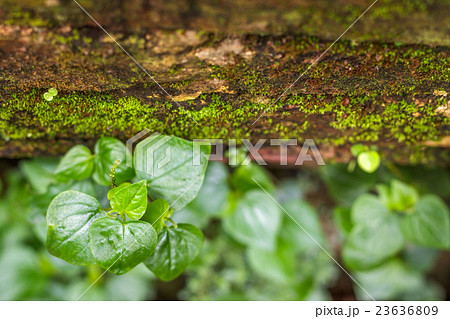 Peperomia , Shiny leaves on red brick with moss. 23636809