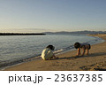 砂遊び 23637385