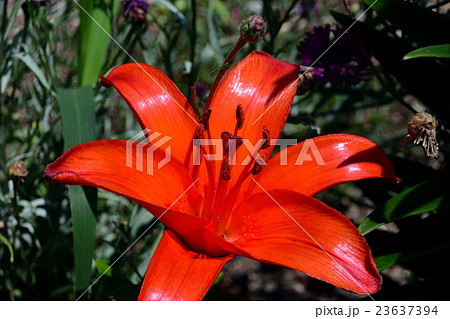 艶のある真っ赤な花びらが毒々しいユリ 花芯の写真素材