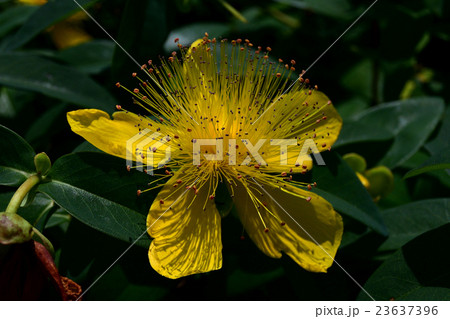 黄色い花 針状なシベの美女柳 びじょやなぎ 美容柳 弟切草 ２ の写真素材