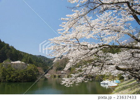 鎌北湖の桜 23637433