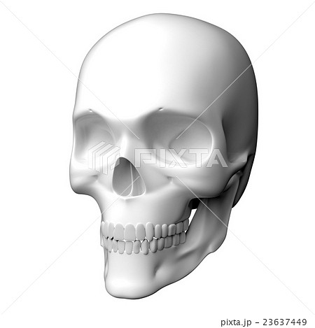 真っ白な人間の頭蓋骨の3dレンダリング画像のイラスト素材