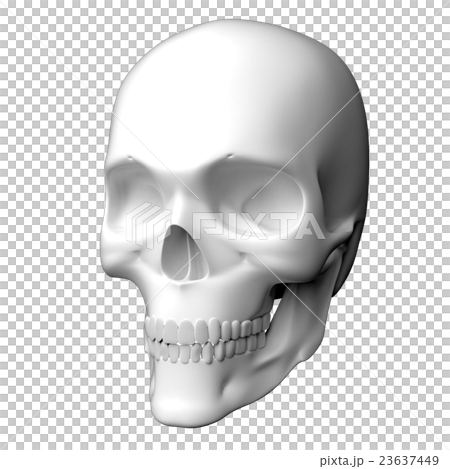 真っ白な人間の頭蓋骨の3Dレンダリング画像 真っ白な人間の頭蓋骨の3Dレンダリング画像 23637449