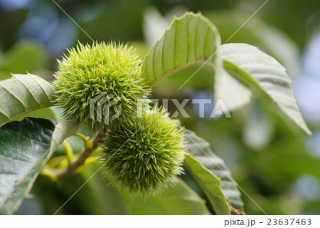 夏の毬栗 結実 23637463