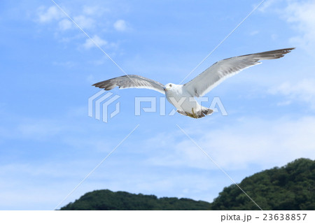ウミネコ 飛翔 ウミネコ 飛翔 23638857