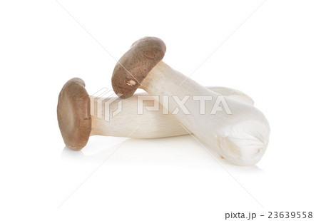 eryngii mushroom or King oyster mushroom on white eryngii mushroom or King oyster mushroom on white 23639558