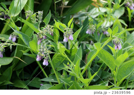 ヒレハリソウ（コンフリー）の花 23639596