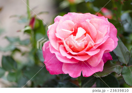 beautiful blossoming pink rose in a garden beautiful blossoming pink rose in a garden 23639810