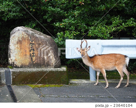 屋久島の鹿 23640104