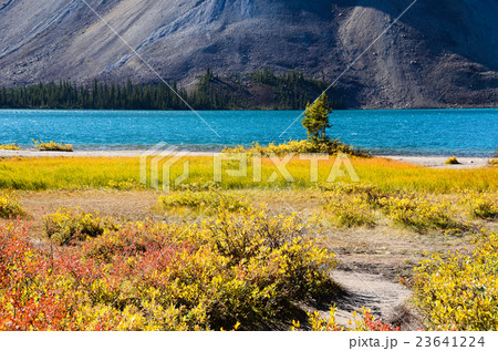 カナディアンロッキー 秋のボウ湖 カナディアンロッキー 秋のボウ湖 23641224