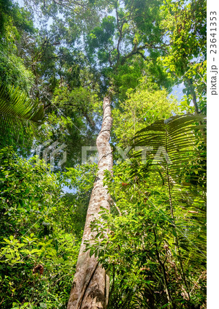 Tall and big tree of Dipterocarpus, Thailand. 23641353