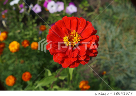 Elegant zinnia red with yellow center flower 23641977