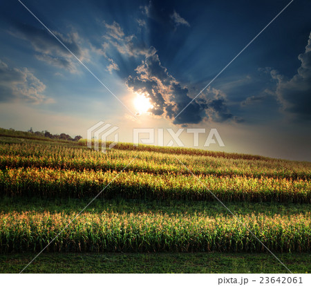 corn field at sunset 23642061