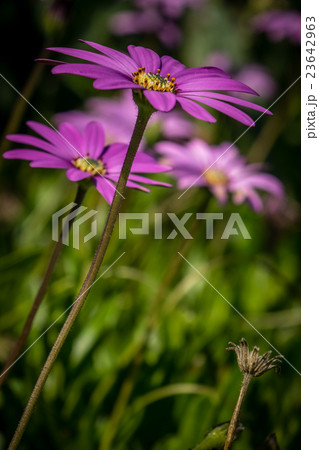 Asteraceae daisy flower Asteraceae daisy flower 23642963