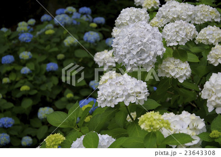 白と青の紫陽花 23643308
