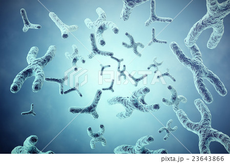 XY-chromosomes on grey background, scientific and XY-chromosomes on grey background, scientific and 23643866