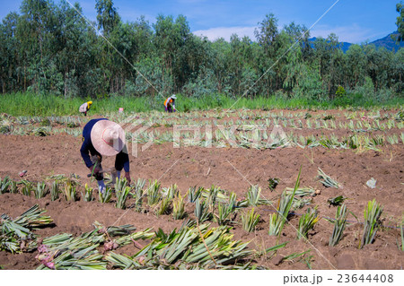 Farm workers in a pineapple field 23644408