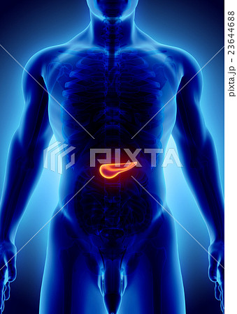 3D illustration of Pancreas - digestive system. 23644688