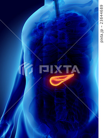 3D illustration of Pancreas - digestive system. 23644689