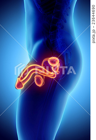 Reproductive system male, medical concept. 23644690