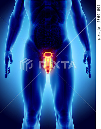 Reproductive system male, medical concept. 23644691