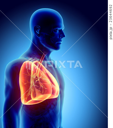 3D illustration of Lungs, medical concept. 23644692