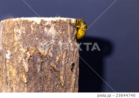 [ セミの羽化 03-01 ]ミンミンゼミの羽化　インターバル撮影　固定撮影　セミ　せみ　セミ 23644740