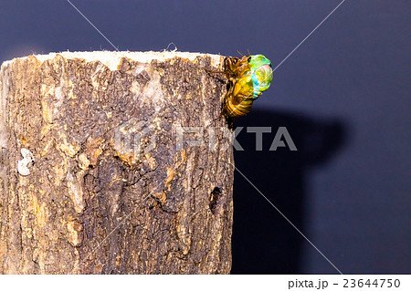 [ セミの羽化 03-10 ]ミンミンゼミの羽化　インターバル撮影　固定撮影　セミ　せみ　セミ 23644750