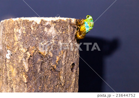[ セミの羽化 03-12 ]ミンミンゼミの羽化　インターバル撮影　固定撮影　セミ　せみ　セミ 23644752
