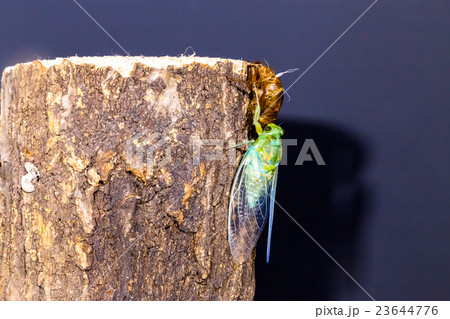 [ セミの羽化 03-35 ]ミンミンゼミの羽化　インターバル撮影　固定撮影　セミ　せみ　セミ 23644776