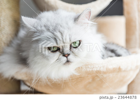 Beautiful american shorthair cat 23644878