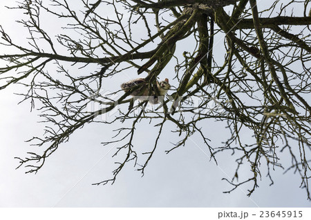 frightened cat sits on a high dry tree 23645915