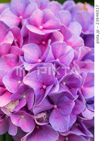 Close-up pink and purple Hydrangea flower 23646017