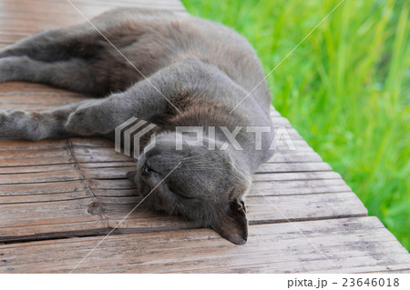 Sleeping Korat cat 23646018