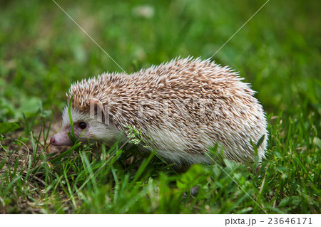 Young hedgehog in the green grass Young hedgehog in the green grass 23646171