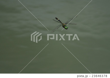 オオヤマトンボ オオヤマトンボ 23646378