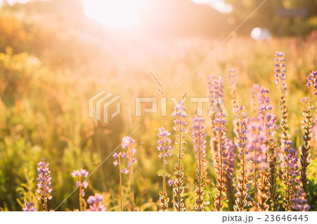Wild Bloomy Flowers Lupine, Lupinus, Lupin In Wild Bloomy Flowers Lupine, Lupinus, Lupin In 23646445